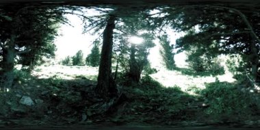 UHD 4K 360 VR yeşil dağ ormanı. Güneş ışınları ve gölgeler, çimenler ve çam ağaçları mavi gökyüzü ve temiz hava üzerinde.