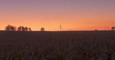 4K UHD düz tepe çayır zamanı yaz ya da sonbahar gündoğumu zamanı. Vahşi doğa ve kırsal çimler. Güneş ışınları ve yeşil ağaçlar. Motorlu doli kaydırıcı