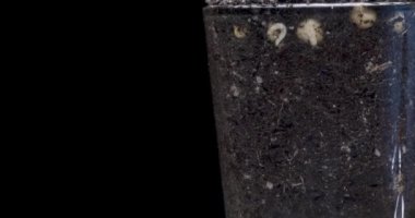 Taze fasulye büyüyen makro zaman atlaması. Tomurcuklanma ve minik bezelye yapraklarının büyümesi. Sağlıklı vejetaryen gıda konsepti. Motorlu panoramik ve masa rotasyonu hareketi. Siyah ekranda. Alfa anahtarı.