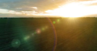 Hava görüntüsü. Güneşli yaz akşamlarında sonsuz sarı tarlaları olan yaz manzarasının üzerinde alçak uçuş. Ufukta yeşil ağaçlar ve güneş ışınları var. Hızlı yatay hareket. Sonbaharda tarım arazisi