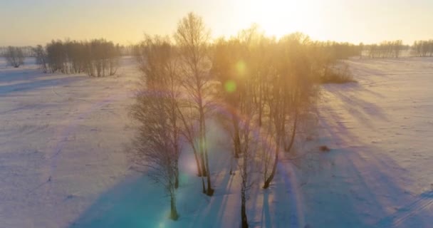 Воздушный Беспилотный Обзор Холодного Зимнего Пейзажа Арктическим Полем Деревьев Покрытых — стоковое видео