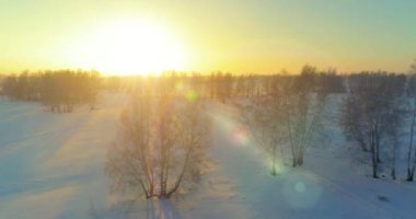 Arktik çayırlı soğuk kış manzarası, karla kaplı ağaçlar ve ufukta sabah güneşleri. Aşırı hava.