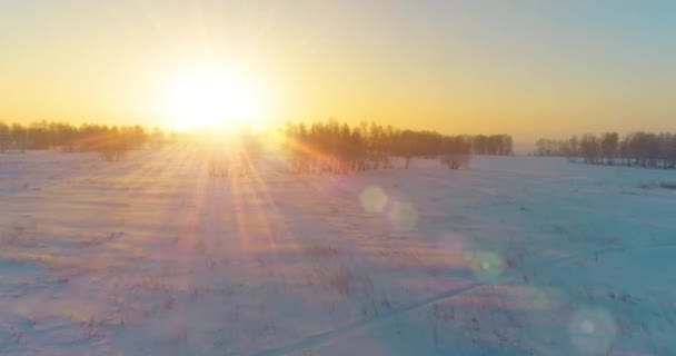 Pandangan Drone Udara Lanskap Musim Dingin Dengan Bidang Arktik Pohon — Stok Video