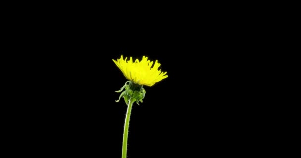 Czas Upływa Mniszek Otwiera Widok Bliska Makro Pęd Grupy Kwiatów — Wideo stockowe