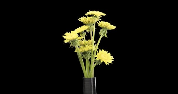 Czas Upływa Mniszek Otwiera Widok Bliska Makro Pęd Grupy Kwiatów — Wideo stockowe