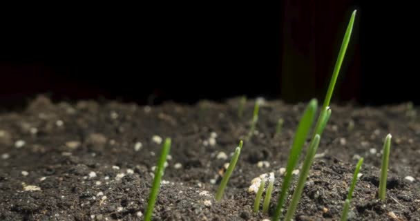 新鮮な草はマクロの時間の経過を成長 小さな草シリアル作物の発芽と成長の閉鎖 オート麦 大麦の文化 健康的なビーガンフードの概念 黒の電動パノラマムーブメント — ストック動画