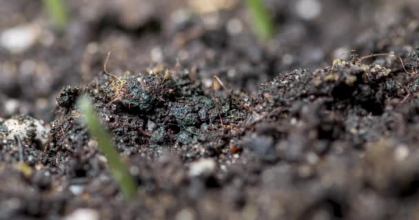 Fresh Grass Growing Macro Time Lapse Closeup Germination Growth Tiny — Stock Video