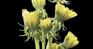 Karahindibanın zaman aşımına uğraması yakın görüş sağlıyor. Çiçek grubunun çiçek açtığı makro çekim. Doğanın bahar sahnesi. Yavaş çekim dönüşü. Siyah üzerine izole krom anahtar.