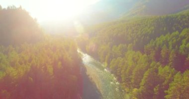 4K hava bakış açısı. Güneşli yaz sabahında, taze, hızlı dağ nehri üzerinde kayalıklarla alçak irtifa uçuşu. Yeşil çam ağaçları ve güneş ışınları. Saf soğuk su akıntısı.