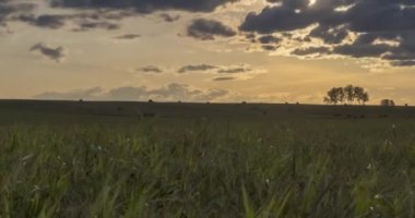 4K UHD düz tepe çayır zamanı yaz veya sonbahar günbatımında. Vahşi doğa ve kırsal alan. Güneş ışınları, ağaçlar, yeşil çimen hareketleri. Motorlu doli kaydırıcı