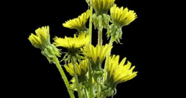 Karahindibanın zaman aşımına uğraması yakın görüş sağlıyor. Çiçek grubunun çiçek açtığı makro çekim. Doğanın bahar sahnesi. Yavaş çekim dönüşü. Siyah üzerine izole krom anahtar.