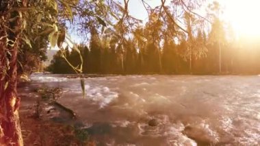 4K UHD dağlık nehir kıyısındaki çayırlarda yeşil çimenler, çam ağaçları ve güneş ışınları. Sonbahar ya da yaz havası. Motorlu kaydırma dolly üzerinde yumuşak hareket.