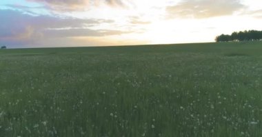 4K UHD hava görüntüsü. Güneşli yaz akşamlarında sonsuz yeşil tarlaları olan kırsal arazinin üzerinde alçak uçuş. Ufuktaki güneş ışınları. Hızlı yatay hareket. Sonbaharda tarım arazisi.