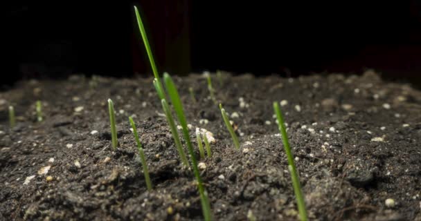 Hierba Fresca Creciendo Macro Time Lapse Primer Plano Germinación Crecimiento — Vídeos de Stock