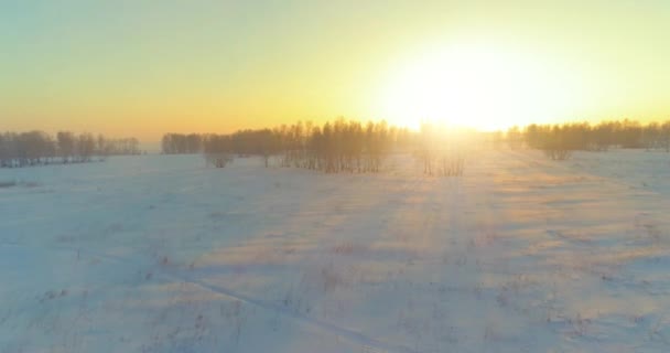 Arktik Çayırlı Soğuk Kış Manzarası Karla Kaplı Ağaçlar Ufukta Sabah — Stok video