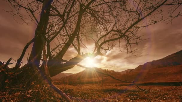Uhd Ölüm Ağacı Kuraklık Felaketi Dağlık Arazide Bulutlu Güneş Işınlı — Stok video