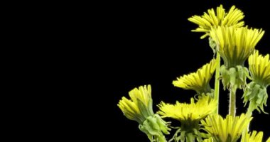 Karahindibanın zaman aşımına uğraması yakın görüş sağlıyor. Çiçek grubunun çiçek açtığı makro çekim. Doğanın bahar sahnesi. Yavaş çekim dönüşü. Siyah üzerine izole krom anahtar.