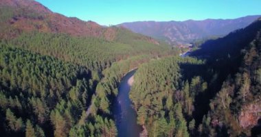 4K hava bakış açısı. Güneşli yaz sabahında, taze, hızlı dağ nehri üzerinde kayalıklarla alçak irtifa uçuşu. Yeşil çam ağaçları ve güneş ışınları. Saf soğuk su akıntısı.