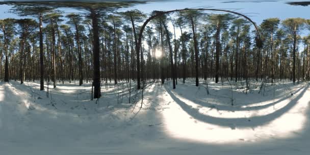 冬の晴れた朝や日没の間に野生のシベリアの自然の中で360度の美しい雪に覆われた風景 静かでノイズのない白い雪と巨大な緑の松の木 — ストック動画