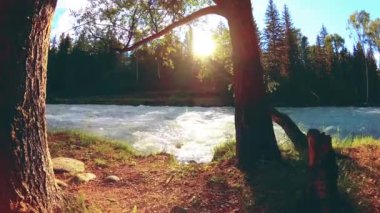 4K UHD dağlık nehir kıyısındaki çayırlarda yeşil çimenler, çam ağaçları ve güneş ışınları. Sonbahar ya da yaz havası. Motorlu kaydırma dolly üzerinde yumuşak hareket.