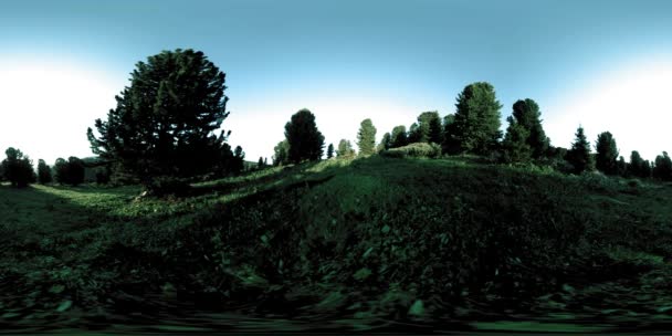 Uhd 360绿色山林的Vr时间 蓝天上的草木和松树 还有新鲜空气 — 图库视频影像