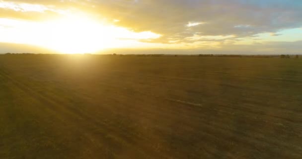Hava Görüntüsü Güneşli Yaz Akşamlarında Sonsuz Sarı Tarlaları Olan Yaz — Stok video