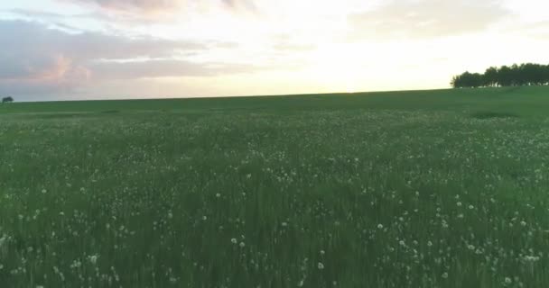 Uhd Вид Воздуха Низкий Полет Над Сельским Летним Пейзажем Бесконечным — стоковое видео