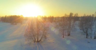 Arktik çayırlı soğuk kış manzarası, karla kaplı ağaçlar ve ufukta sabah güneşleri. Aşırı hava.