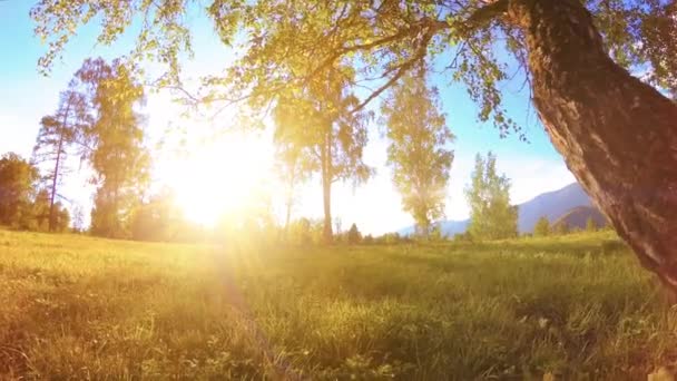 树木和太阳光映衬下的山地草甸的4K超高清 秋天或夏天的天气 机动滑动轮上的对角运动 — 图库视频影像