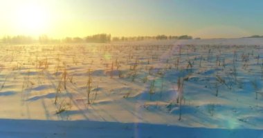 Arktik çayırlı soğuk kış manzarası, karla kaplı ağaçlar ve ufukta sabah güneşleri. Aşırı hava.