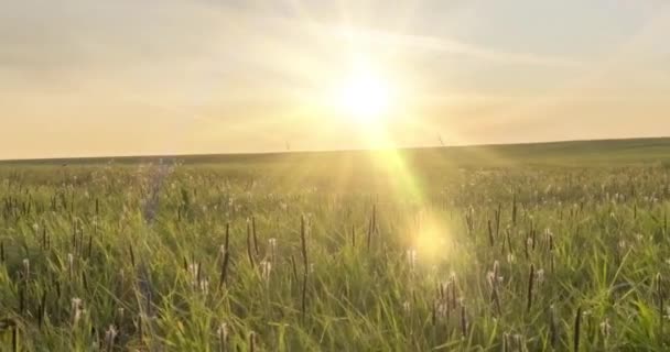 Uhd Flat Meadow Timelapse Summer Autumn Time Wild Endless Nature — Stock Video