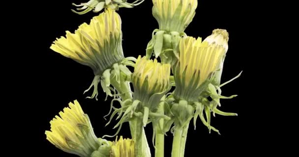 Zeitraffer Von Löwenzahn Eröffnet Nahsicht Makrotrieb Der Blütengruppe Blüht Naturfrühlingsszene — Stockvideo