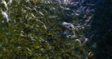 4K hava bakış açısı. Güneşli yaz sabahında, taze, hızlı dağ nehri üzerinde kayalıklarla alçak irtifa uçuşu. Yeşil çam ağaçları ve güneş ışınları. Saf soğuk su akıntısı.