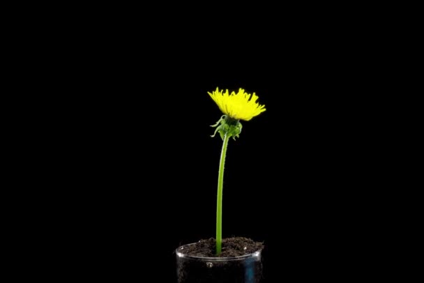 Maskros Tidsförskjutning Öppnar Närbild Makro Skott Blommor Grupp Blommar Naturens — Stockvideo