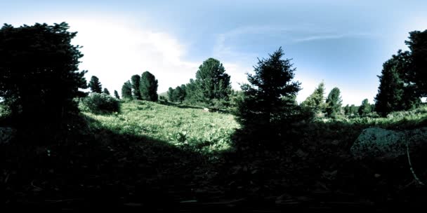 Uhd 360緑の山の森のVr 青空と新鮮な空気の上に太陽の光と影 草や松 — ストック動画