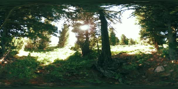 Uhd 360緑の山の森のVr 青空と新鮮な空気の上に太陽の光と影 草や松 — ストック動画