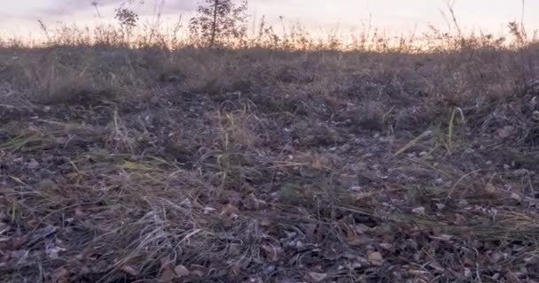 Uhd平坦的草地在夏季或秋季日出时经过 野生俄罗斯自然和农村地区 绿草运动 机动娃娃滑块 — 图库视频影像