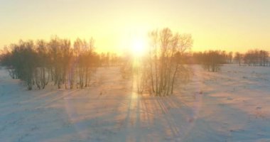 Arktik çayırlı soğuk kış manzarası, karla kaplı ağaçlar ve ufukta sabah güneşleri. Aşırı hava.