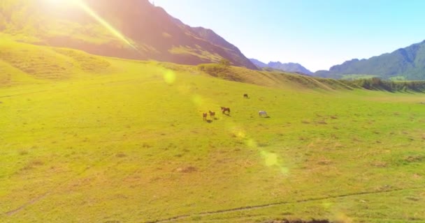 Uhd 4K空中飞行 飞越草原上的野马群 飞越春山野岭 美丽的动物在夏天的乡村绿草农场 自由生态概念 — 图库视频影像