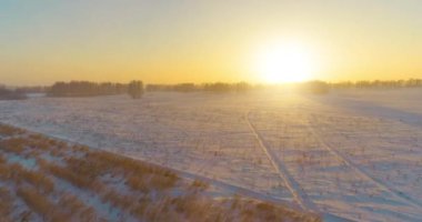 Arktik çayırlı soğuk kış manzarası, karla kaplı ağaçlar ve ufukta sabah güneşleri. Aşırı hava.