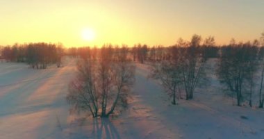 Arktik çayırlı soğuk kış manzarası, karla kaplı ağaçlar ve ufukta sabah güneşleri. Aşırı hava.