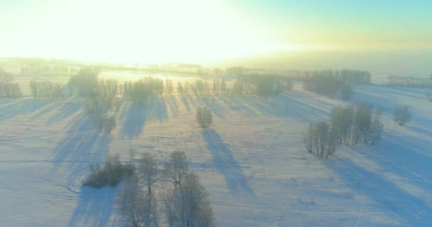 Aerial Drone View Cold Winter Landscape Arctic Field Trees Covered — Stock Video