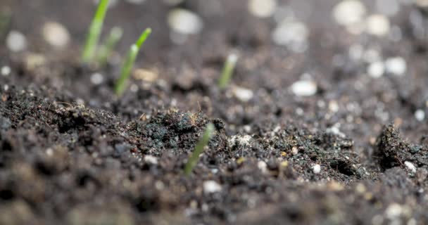Hierba Fresca Creciendo Macro Time Lapse Primer Plano Germinación Crecimiento — Vídeo de stock