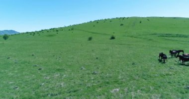 Uçan UHD 4K vahşi at sürüsü üzerinde uçuyor. Vahşi yaz dağlarının üzerinde uçmak doğa. Güneşli kırsal yeşil çimen çiftliğinde güzel hayvanlar. Özgürlük ekolojisi kavramı.