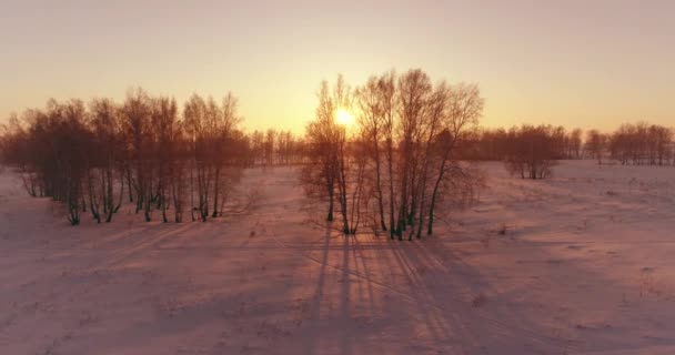 Widok Lotu Ptaka Mroźny Zimowy Krajobraz Arktycznym Polem Drzewa Pokryte — Wideo stockowe