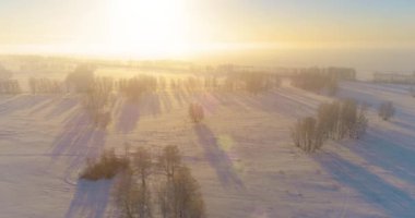 Arktik çayırlı soğuk kış manzarası, karla kaplı ağaçlar ve ufukta sabah güneşleri. Aşırı hava.