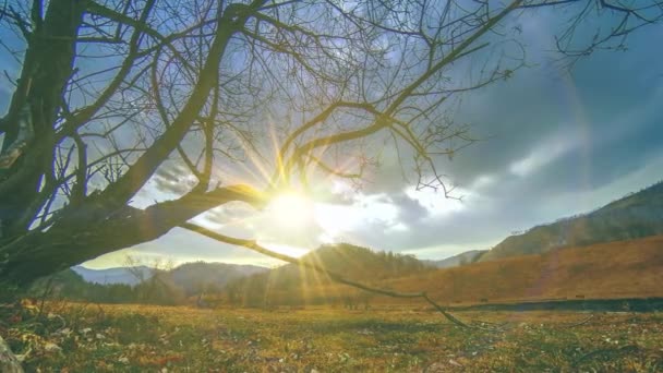Uhd Time Lapse Death Tree Drought Disaster Dry Yellow Grass — Vídeo de stock