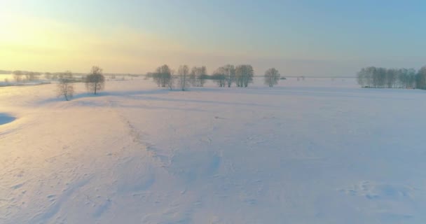 Drone Vue Aérienne Paysage Froid Hivernal Champ Arctique Arbres Couverts — Video