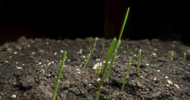 新鮮な草はマクロの時間の経過を成長 小さな草シリアル作物の発芽と成長の閉鎖 オート麦 大麦の文化 健康的なビーガンフードの概念 黒の電動パノラマムーブメント — ストック動画