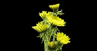 Karahindibanın zaman aşımına uğraması yakın görüş sağlıyor. Çiçek grubunun çiçek açtığı makro çekim. Doğanın bahar sahnesi. Yavaş çekim dönüşü. Siyah üzerine izole krom anahtar.